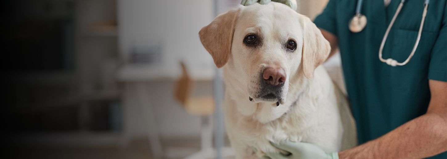  Canine Parvovirus 